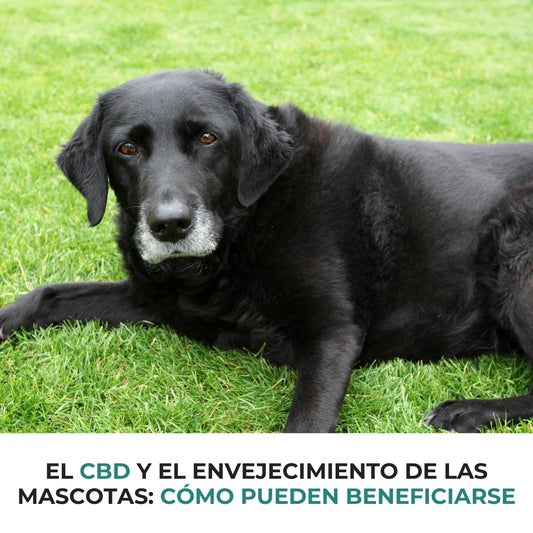 El CBD y el envejecimiento de las mascotas: cómo pueden beneficiarse