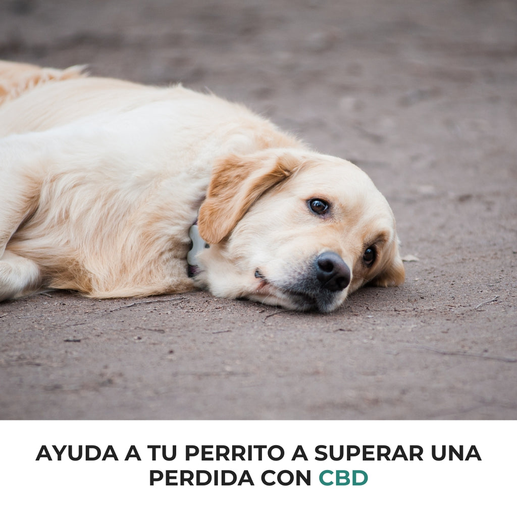 es cbd seguro para perros con ansiedad